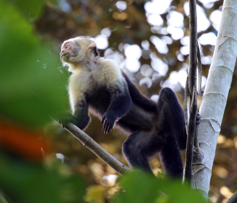 White-faced Capuchin - Cebus capucinus