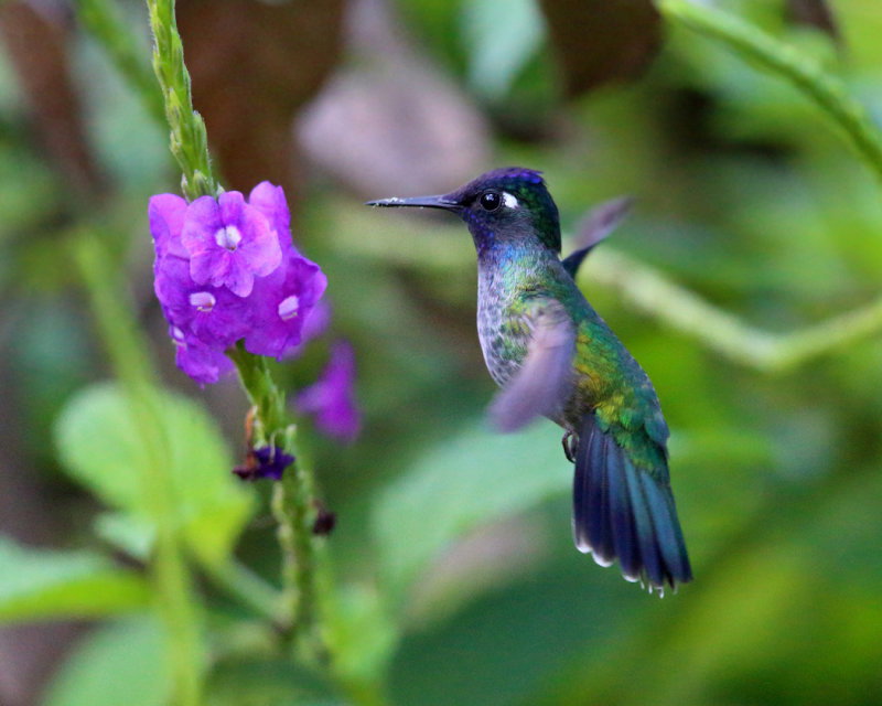 Violet-headed Hummingbird - Klais guimeti
