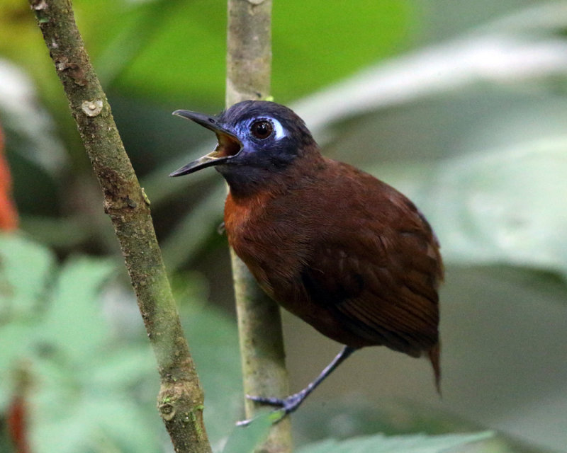 Chestnut-backed Antbird - Myrmeciza exsul