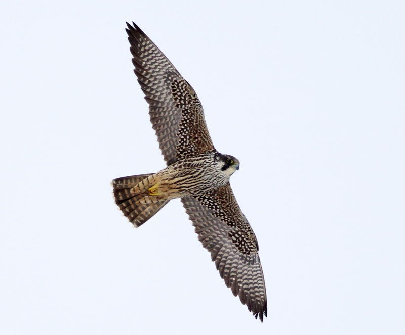 Peregrine Falcon - Falco peregrinus