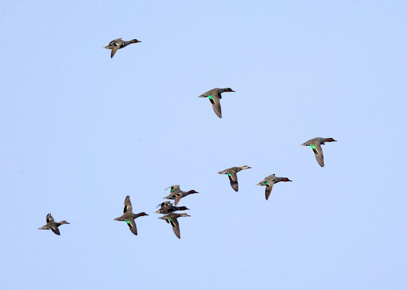 Green-winged Teal - Anas crecca