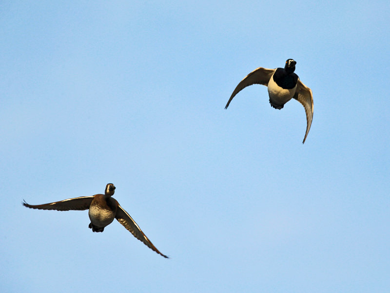 Ring-necked Ducks - Aythya collaris