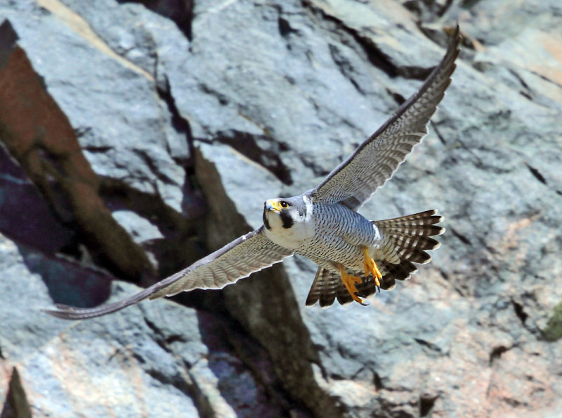 Peregrine Falcon - Falco peregrinus