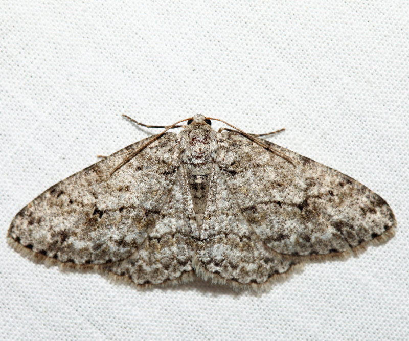 6597 - Small Engrailed - Ectropis crepuscularia