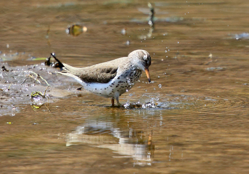 Spotted Sandpiper - Actitis macularius