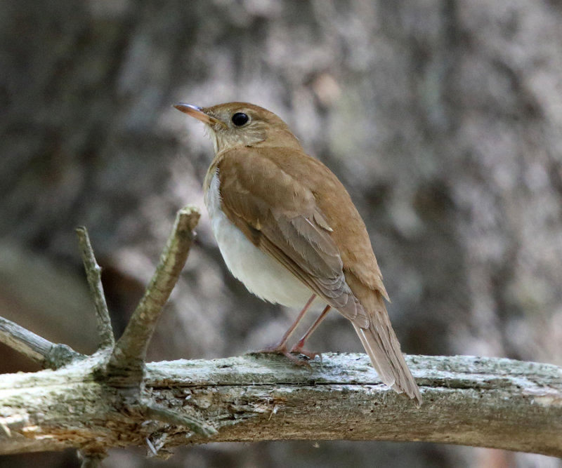 Veery - Catharus fuscescens