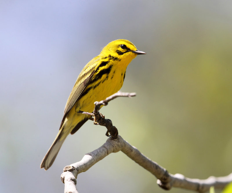 Prairie Warbler - Setophaga discolor