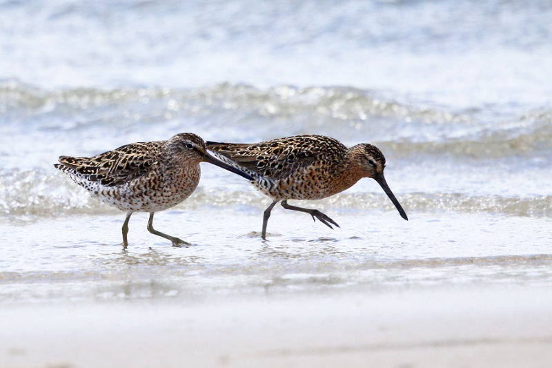 Short-billed Dowitcher - Limnodromus griseus