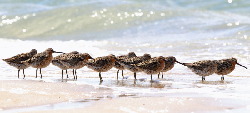 Short-billed Dowitcher - Limnodromus griseus