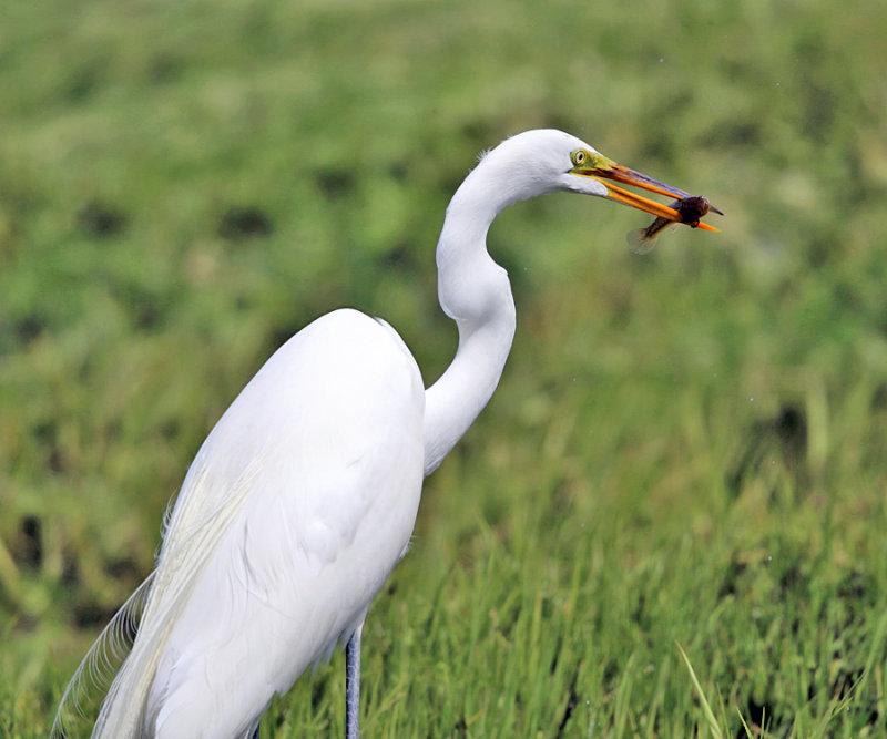 Great Egret - Ardea alba