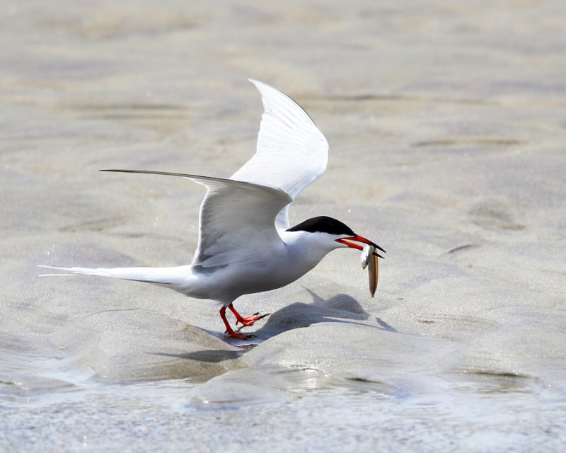 Common Tern - Sterna hirundo