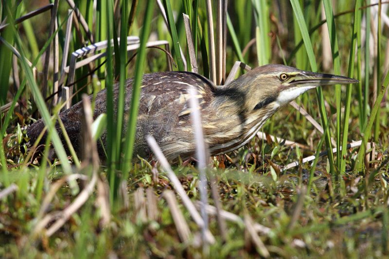 American Bittern - Botaurus lentiginosus