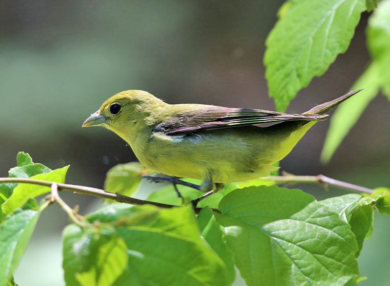Scarlet Tanager - Piranga olivacea (female)