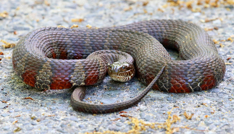 Northern Water Snake - Nerodia sipedon sipedon