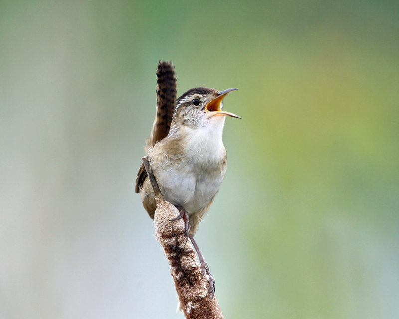 Marsh Wren - Cistothorus palustris 