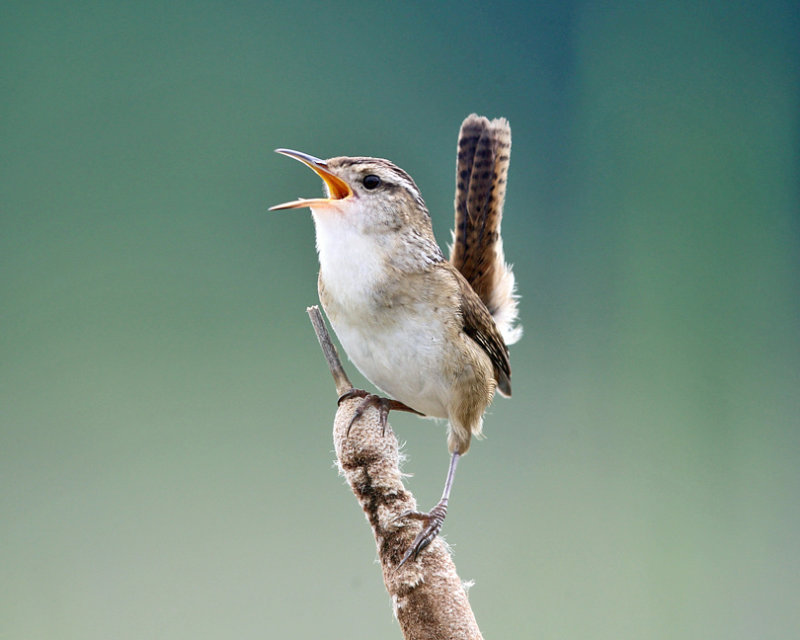 Marsh Wren - Cistothorus palustris 