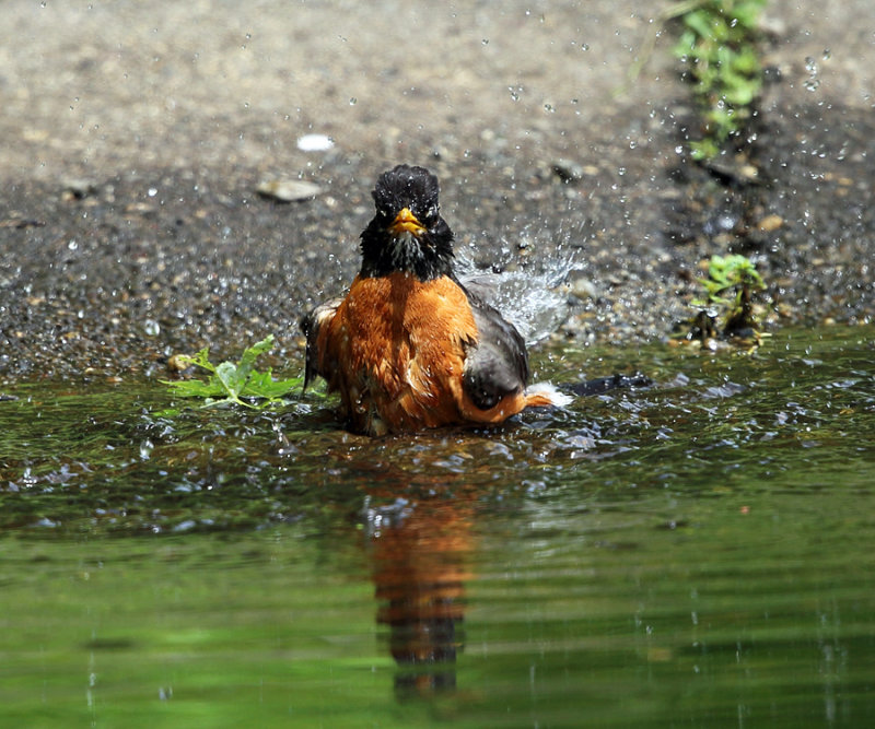 American Robin - Turdus migratorius (taking a bath)