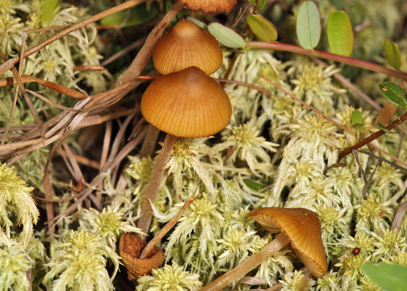 Galerina tibicystis (Sphagnum Bog Galerina)