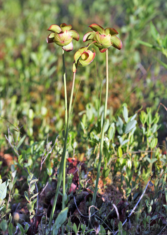 Purple Pitcherplant - Sarracenia purpurea