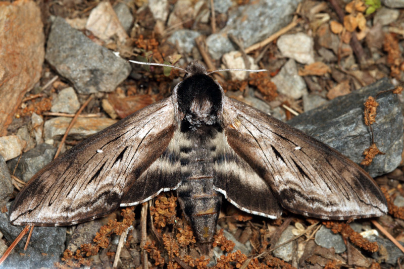 7810.1 - Northern Apple Sphinx - Sphinx poecila