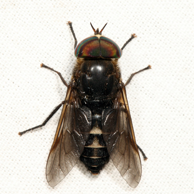 Hybomitra sodalis