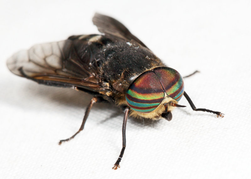 Hybomitra sodalis
