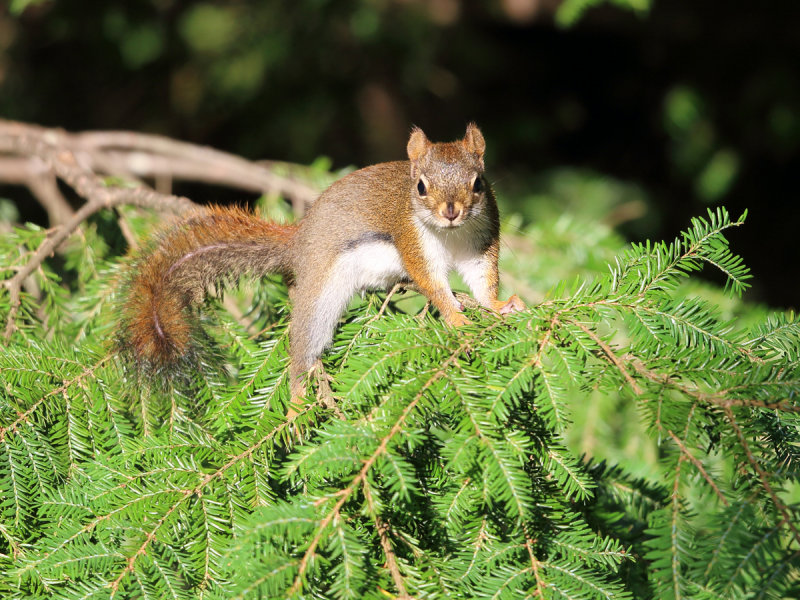 American Red Squirrel - Tamiasciurus hudsonicus