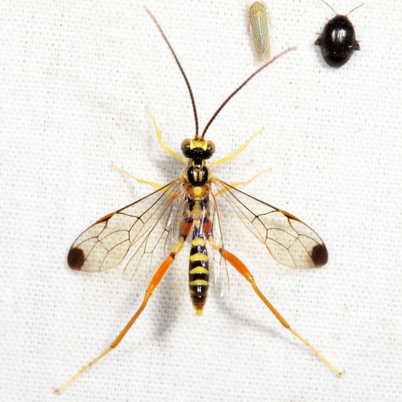 Spilopteron occiputale (male)