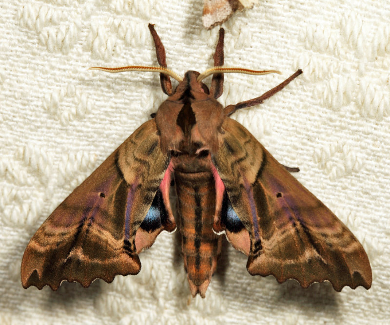 7824 - Blinded Sphinx - Paonias excaecata