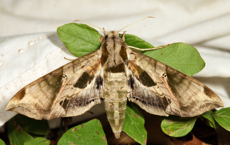 7859 - Pandora Sphinx - Eumorpha pandorus