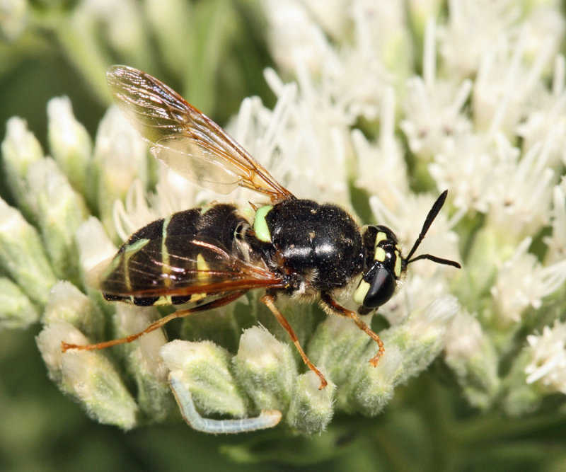 Stratiomys badia