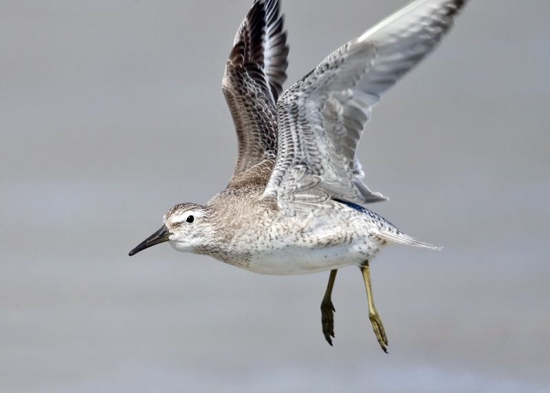 Red Knot - Calidris canutus