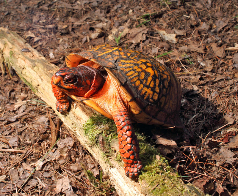 Eastern Box Turtle - Terrapene carolina