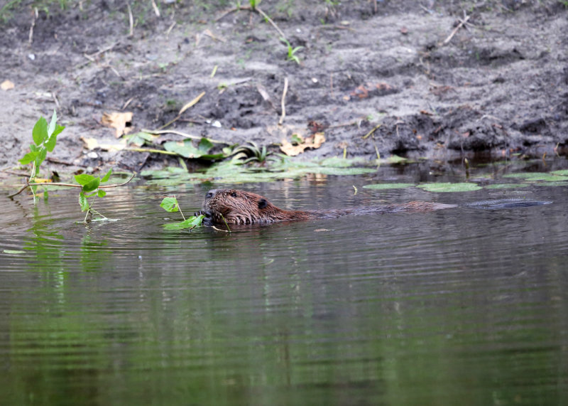 North American Beaver - Castor canadensis