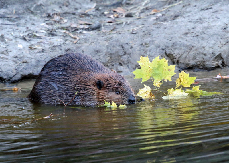 North American Beaver - Castor canadensis