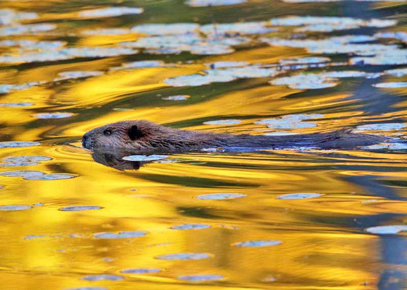 North American Beaver - Castor canadensis