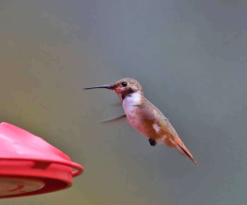 Rufos Hummingbird - Selasphorus rufus