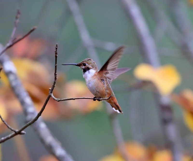 Rufos Hummingbird - Selasphorus rufus