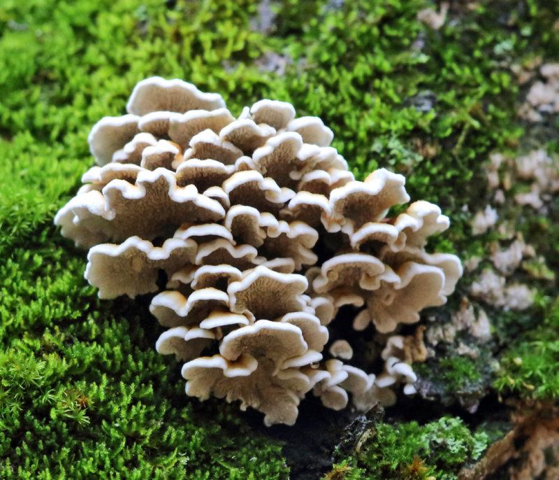 Plicaturopsis crispa (Crimped Gill)