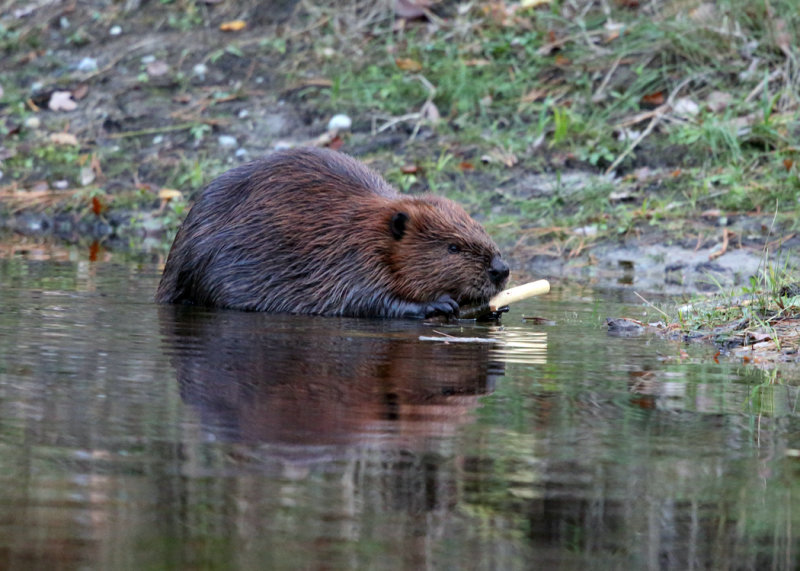 North American Beaver - Castor canadensis