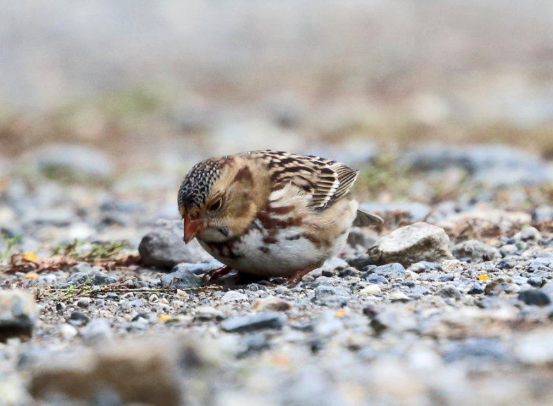 Harriss Sparrow - Zonotrichia querula