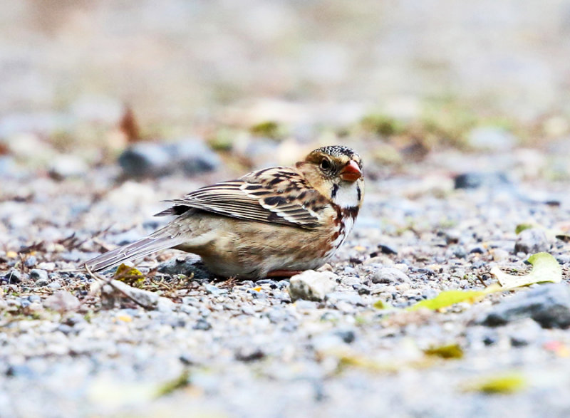 Harriss Sparrow - Zonotrichia querula