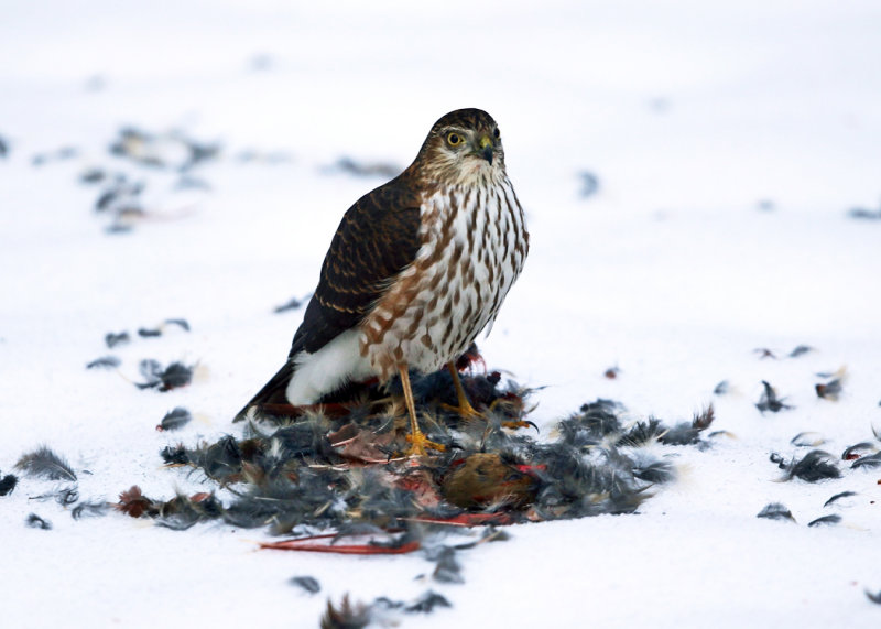 Sharp-shinned Hawk with cardinal kill