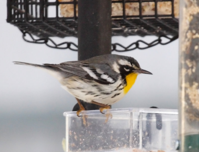 Yellow-throated Warbler - Setophaga dominica