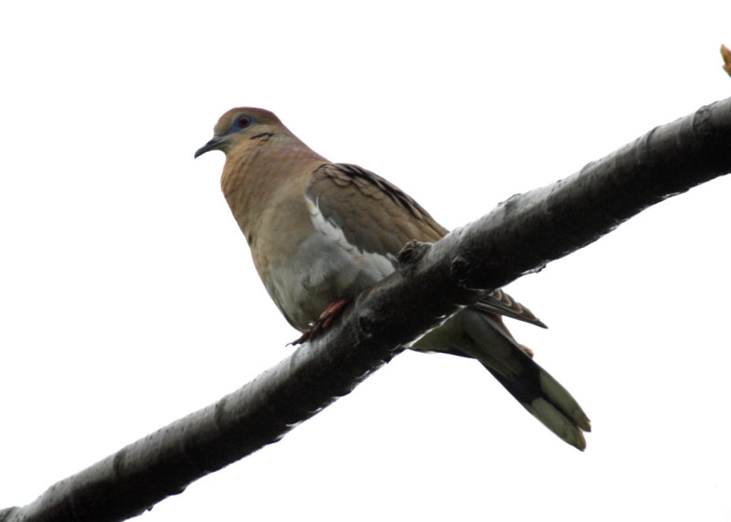 White-winged Dove - Zenaida asiatica