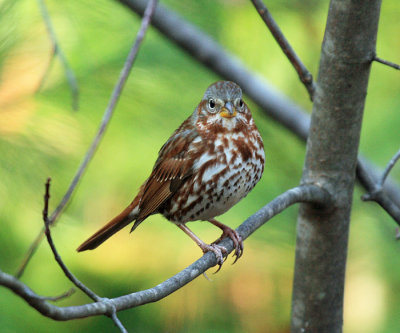 Fox Sparrow - Passerella iliaca