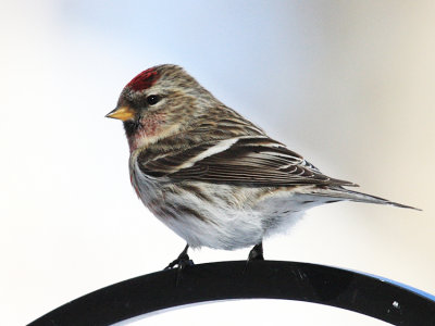 Common Redpoll - Carduelis flammea