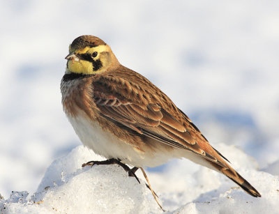 Horned Lark - Eremophila alpestris