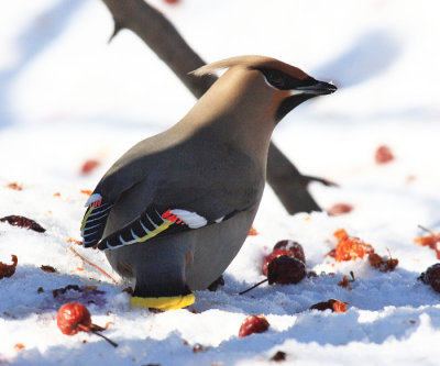 Bohemian Waxwing - Bombycilla garrulus