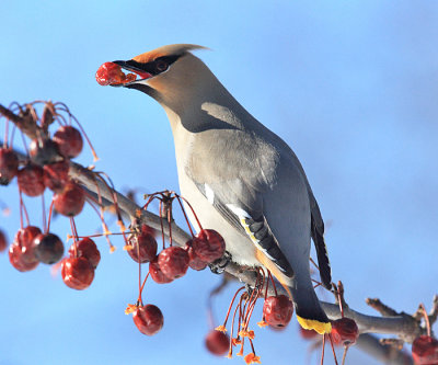 Bohemian Waxwing - Bombycilla garrulus